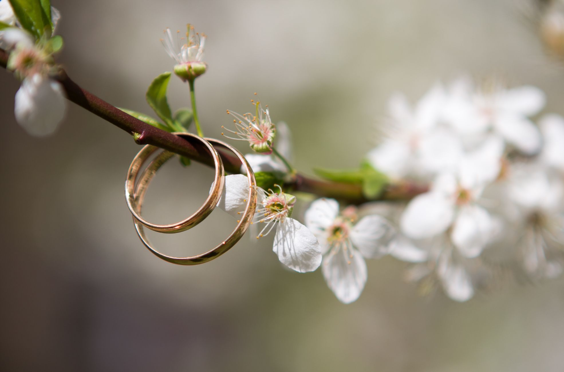 Wedding Rings On Twig Open Plan Photo