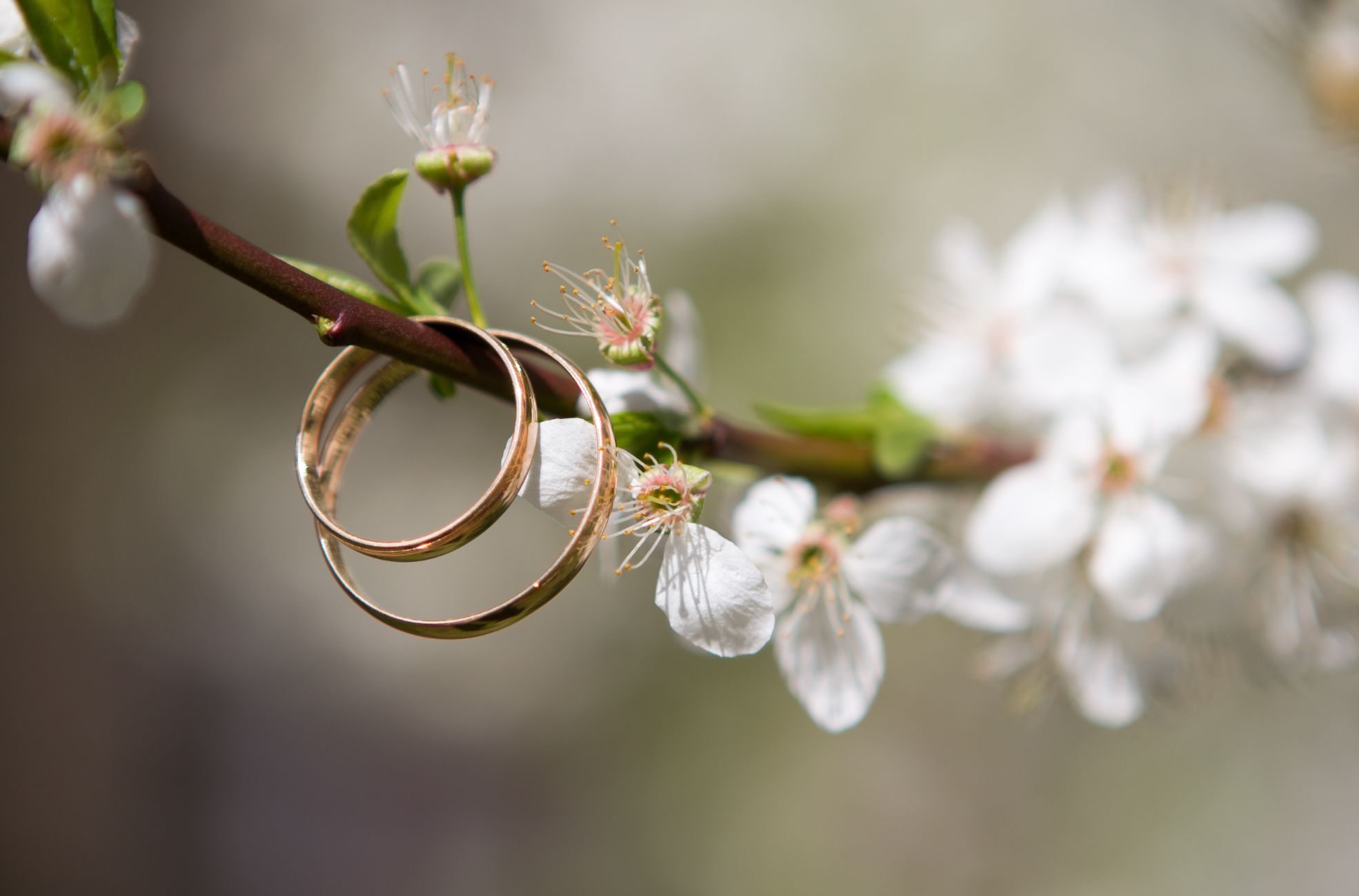 Wedding Rings On Tree Branch