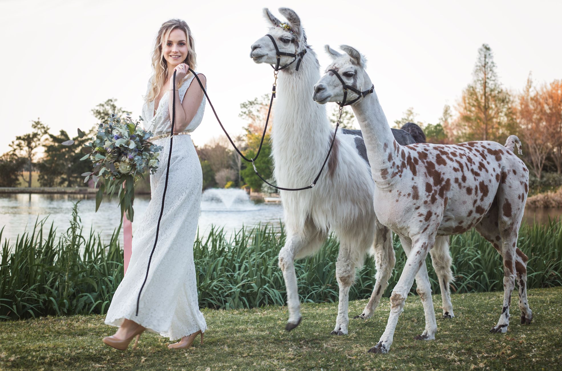 Bride And Llamas At Wedding 